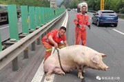 晋城抓猪美容师电话