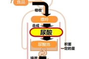 尿酸高饮食食谱表