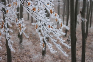 探秘雪域吉林，冬日度假胜地——吉林市，从雾凇奇观到温泉养生的全面旅行指南