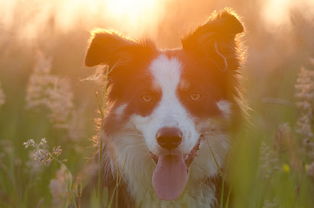 探索梦境中的犬吠，解读梦见狗死了的深层含义