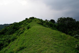 探索自然奇观，王莽岭风景区的生态之旅