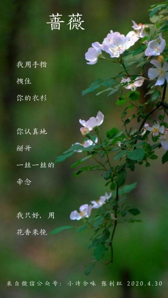 花的寓意，花语中的情感与文化
